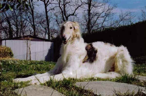 Borzoi