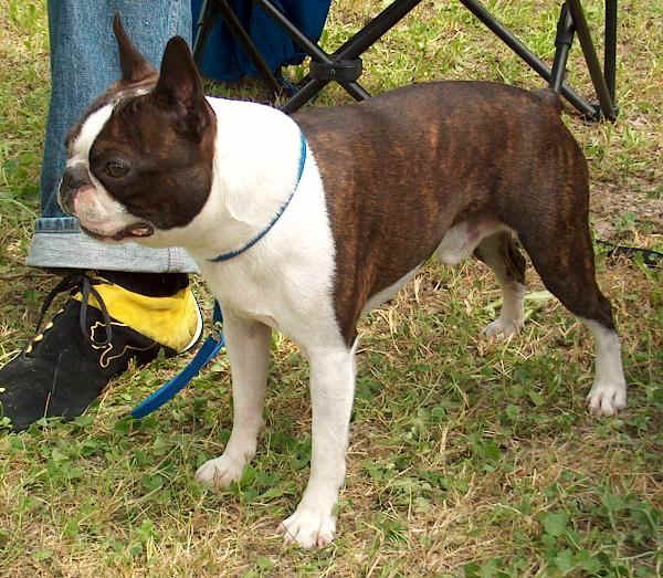 Boston Terrier