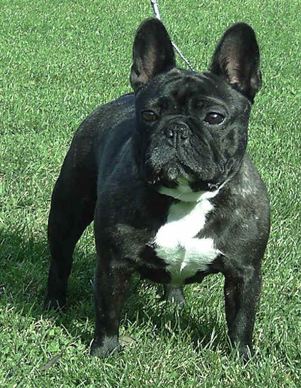 Bouledogue Francese