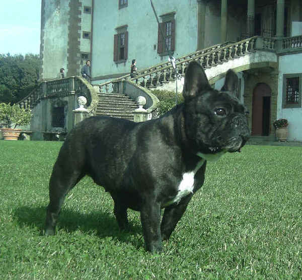 Bouledogue Francese