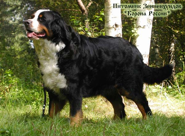 Bovaro Bernese