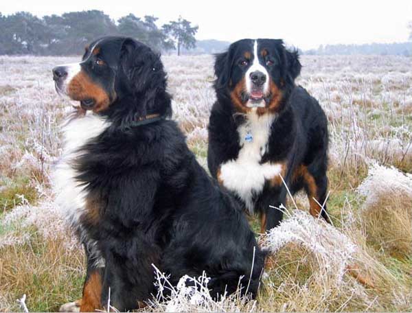 Bovaro Bernese