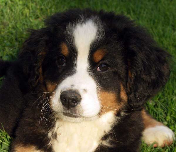 Bovaro Bernese