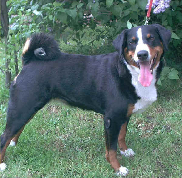 Bovaro di Appenzell