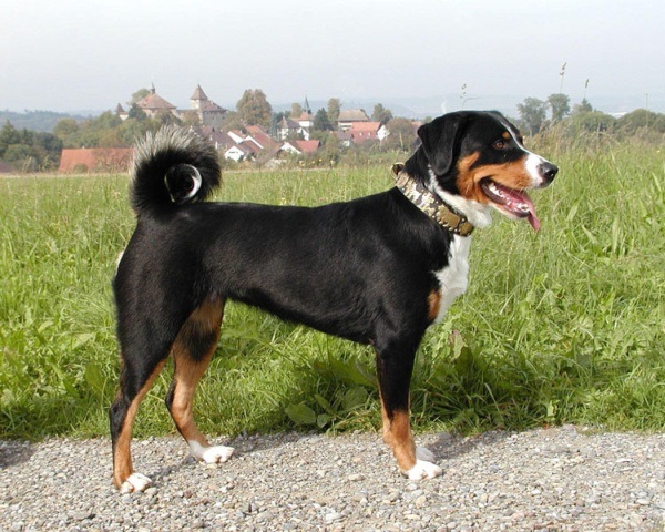 Bovaro di Appenzell