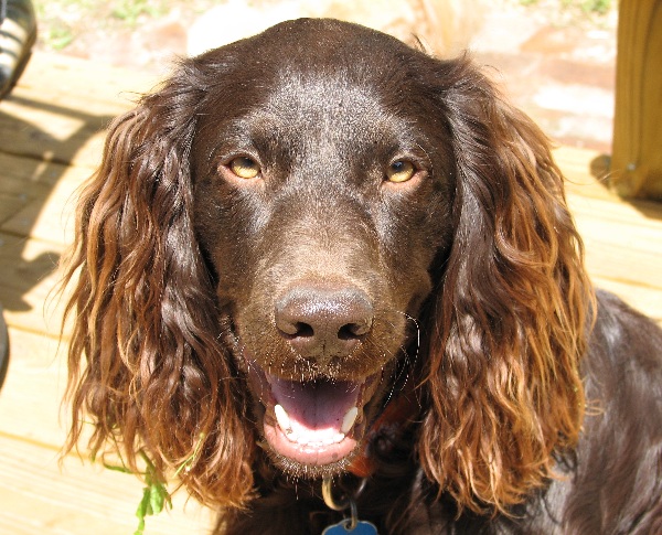 Boykin Spaniel