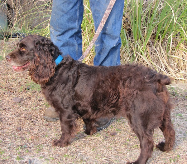 Boykin Spaniel