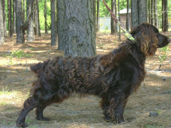 Boykin Spaniel