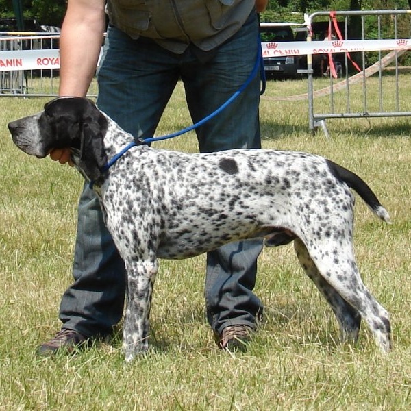 Bracco Blu d'Auvergne