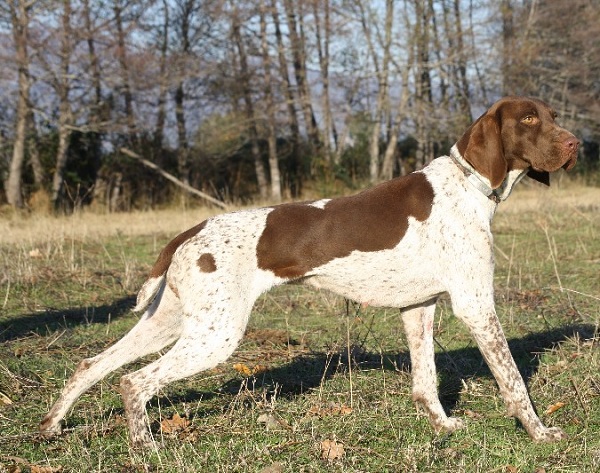 Bracco Francese Tipo Gascogne di Taglia Grande