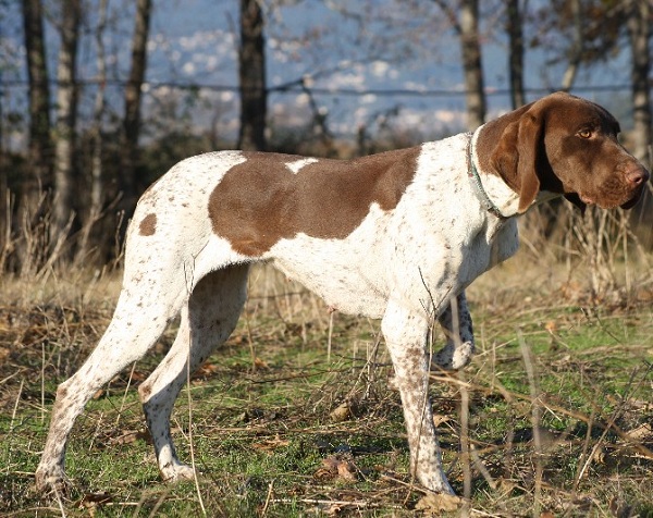 Bracco Francese Tipo Gascogne di Taglia Grande