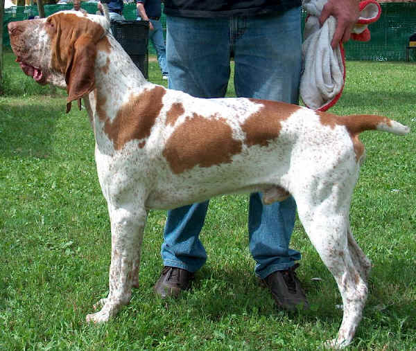 Bracco Italiano 