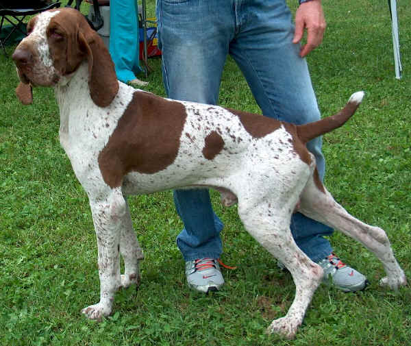 Bracco Italiano