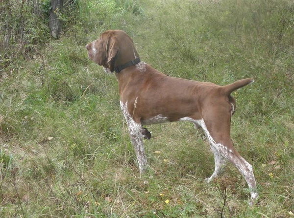 Bracco Italiano 