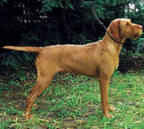 Bracco Ungherese a pelo forte - Vizla 