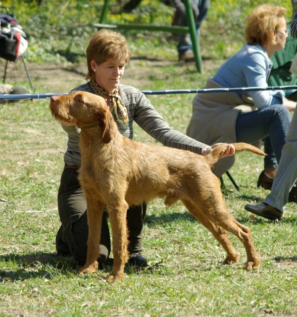 Bracco Ungherese a pelo forte - Vizla 