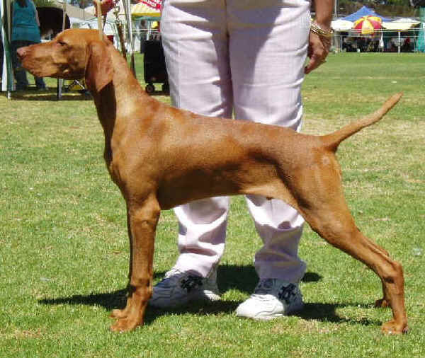 Bracco Ungherese - Vizla