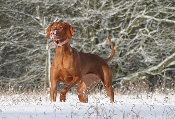 Bracco Ungherese - Vizla