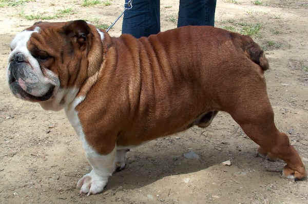 Bulldog Inglese