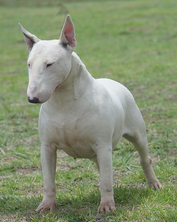 Bull Terrier