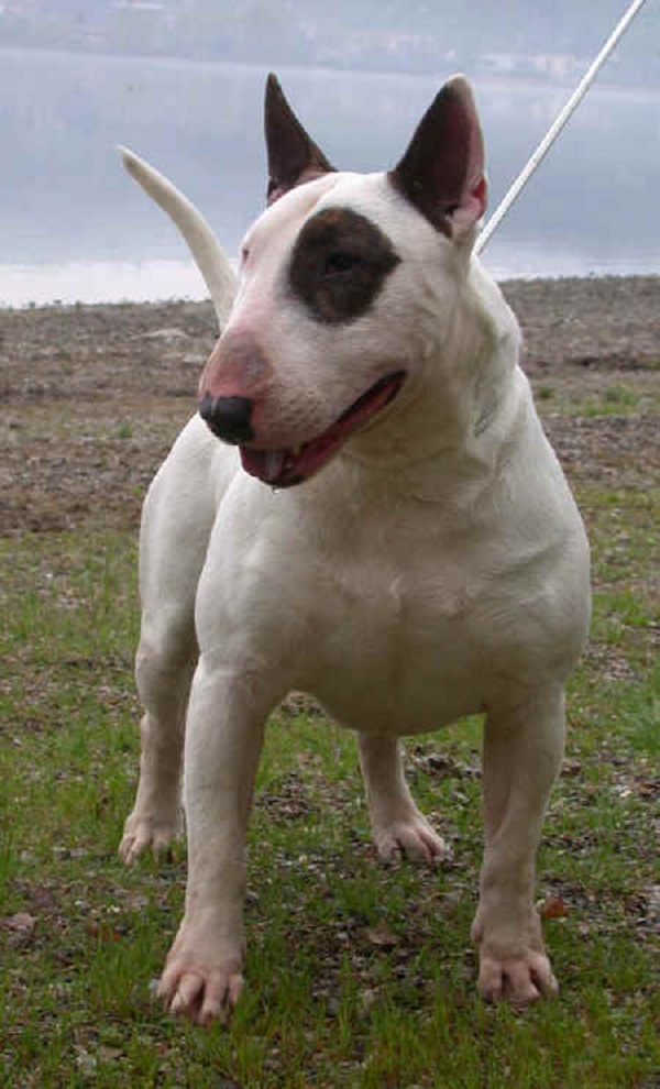 Bull Terrier