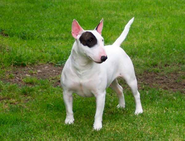 Bull Terrier Miniature