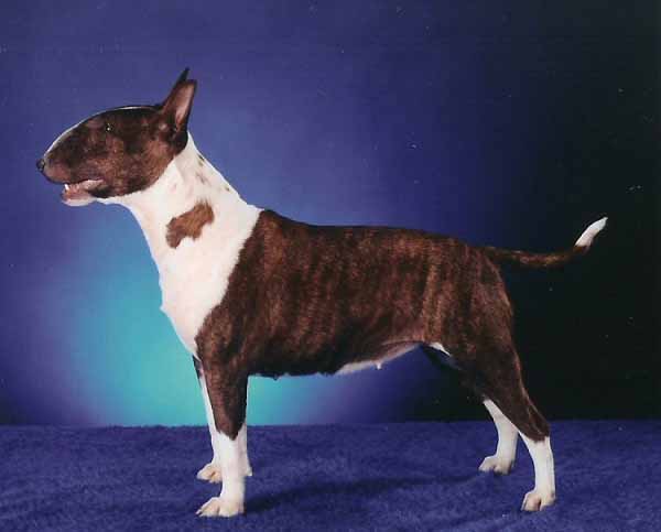 Bull Terrier Miniature