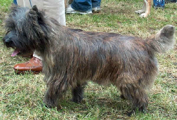 Cairn Terrier 