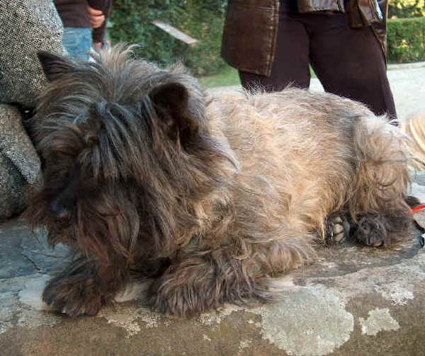 Cairn Terrier 