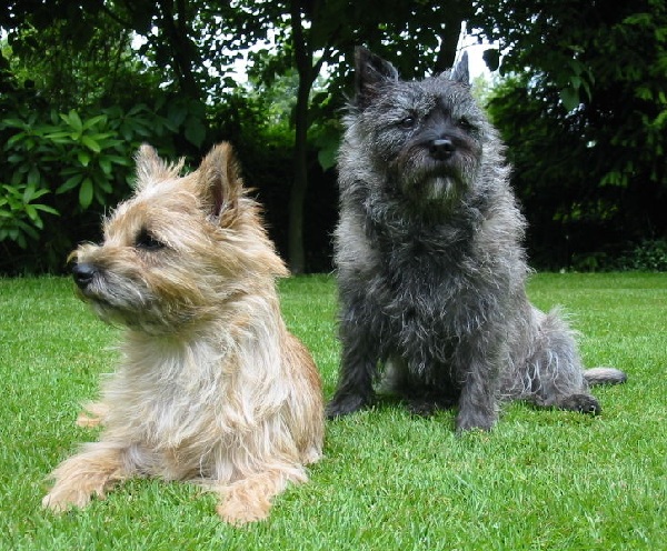 Cairn Terrier 