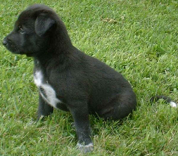 Canaan Dog