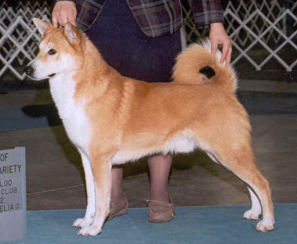 Canaan Dog