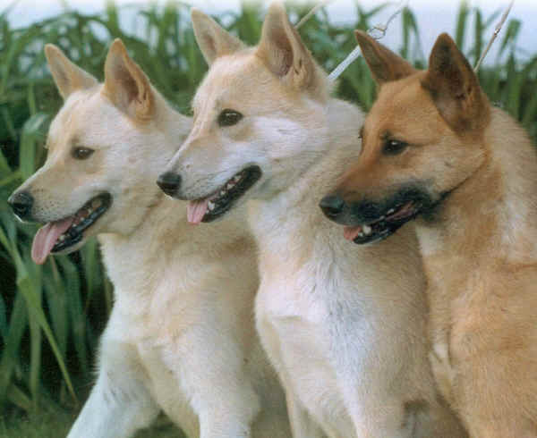 Canaan Dog