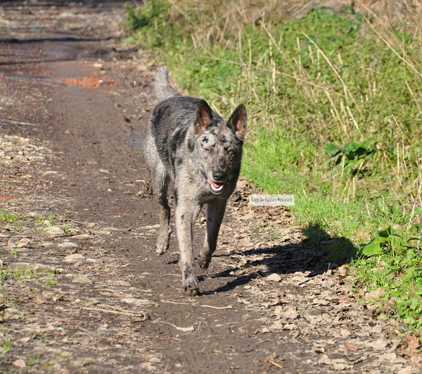 Cane da Pastore Apuano