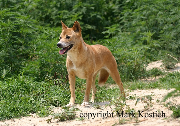 Cane Canoro della Nuova Guinea