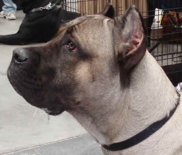 Cane Corso