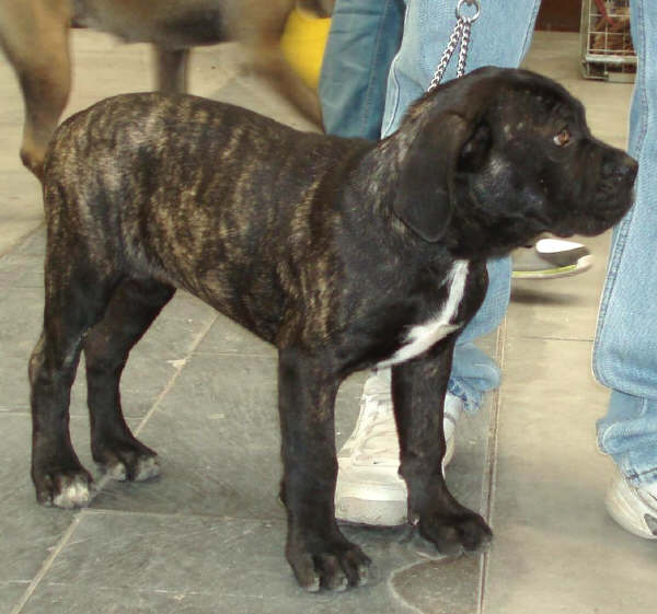 Cucciolo di Cane Corso tigrato