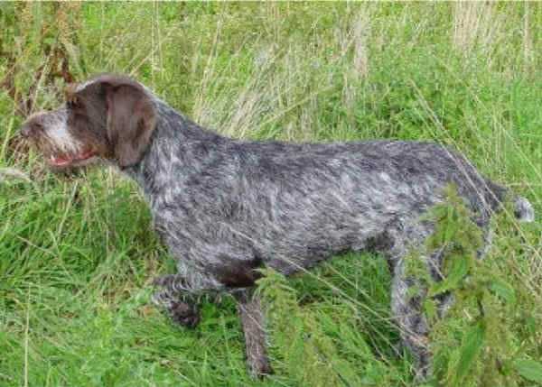 Cane da Ferma Boemo a Pelo Ruvido - Cesky Fousek