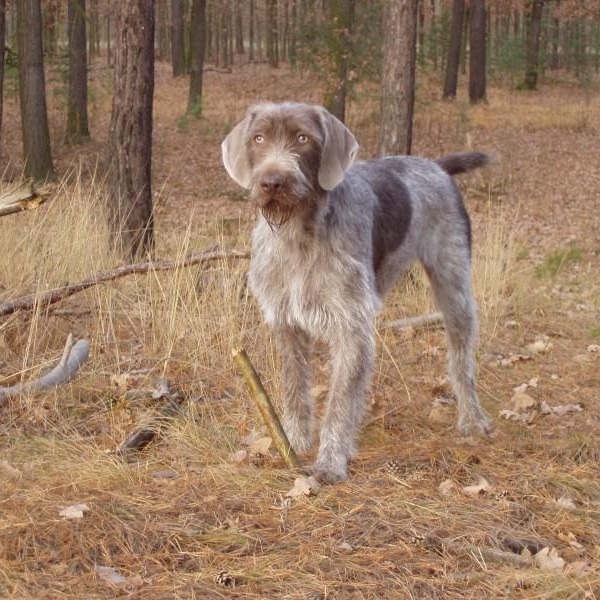 Cane da Ferma Slovacco a Pelo Duro