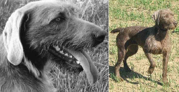 Cane da Ferma Slovacco a Pelo Duro