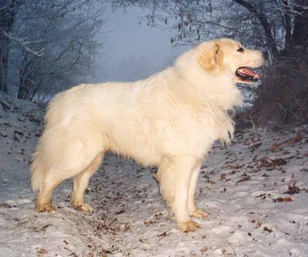 Cane da Montagna dei Pirenei