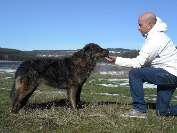 Cane da Pastore Calabrese 