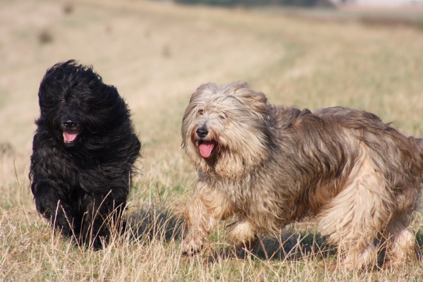 Cane da Pastore Catalano