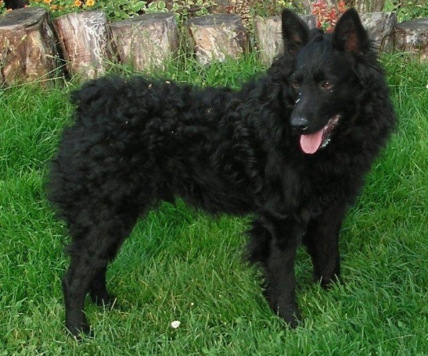Cane da Pastore Croato
