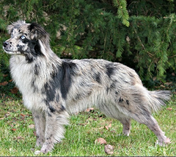 Cane da Pastore dei Pirenei a Faccia Rasa