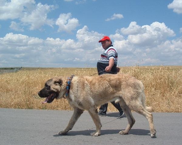 Cane da Pastore dell'Anatolia