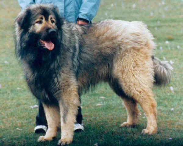 Cane da Pastore di Ciarplanina