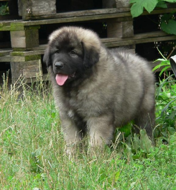 Cane da Pastore di Ciarplanina