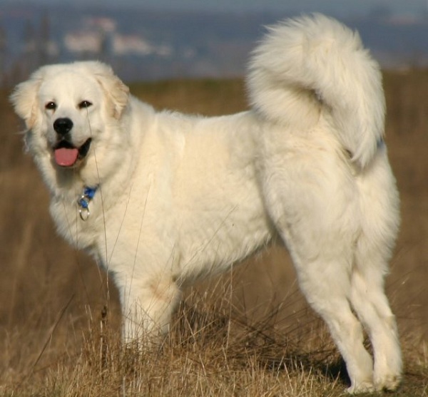 Cane da Pastore dei Tatra