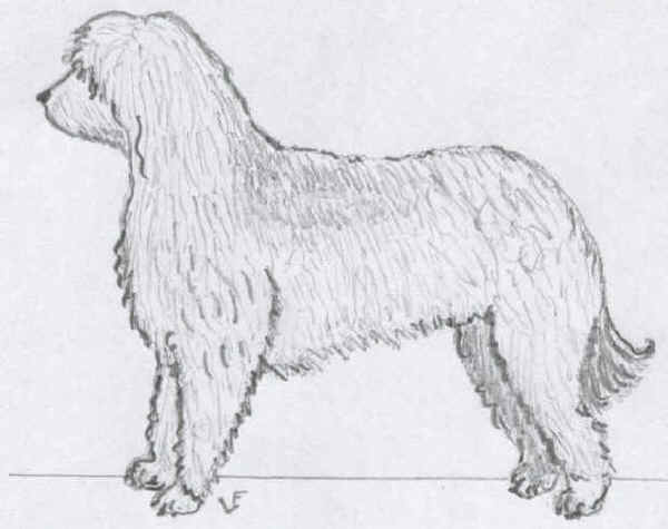 Cane da Pastore Egiziano di Armant 